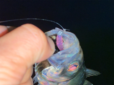 鯵はいる。渋いだけ・・・？