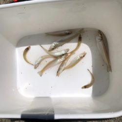 ちょい投げでキス釣り