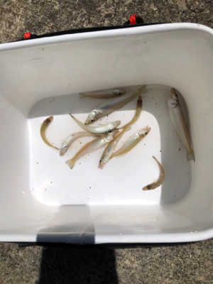 ちょい投げでキス釣り