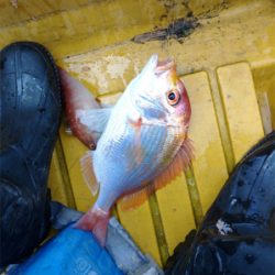 ボートジギング&タイラバ&胴突き仕掛け