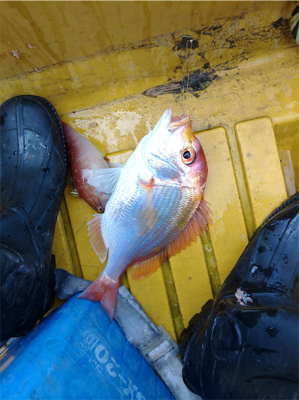 ボートジギング&タイラバ&胴突き仕掛け