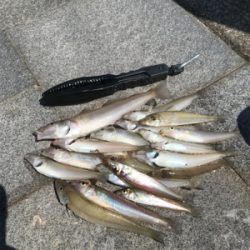 ちょい投げの釣果