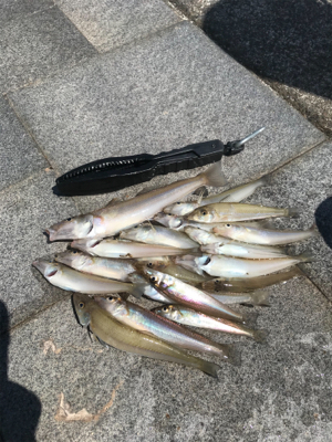 ちょい投げの釣果