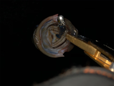 まあまあサイズ