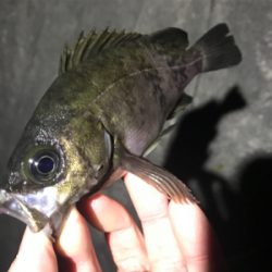 連休メバリング