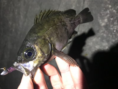 連休メバリング