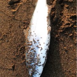 サクラマス ジグミノー ワイルドボーイ28g