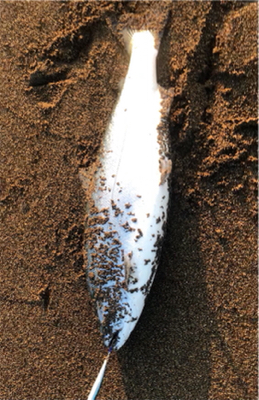 サクラマス　ジグミノー　ワイルドボーイ28…