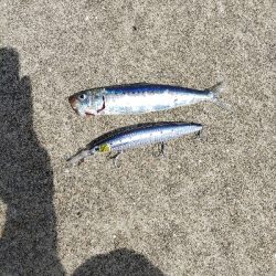 青物狙いに、昼から行ってきました。