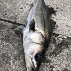 爆風のなかエビ撒き