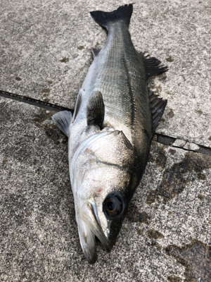 爆風のなかエビ撒き