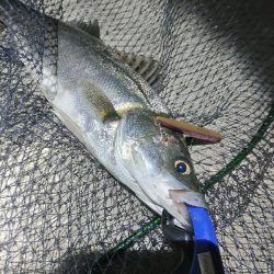 バチパターン調査