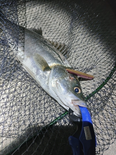 バチパターン調査