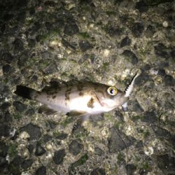 メバルたくさん