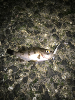 メバルたくさん