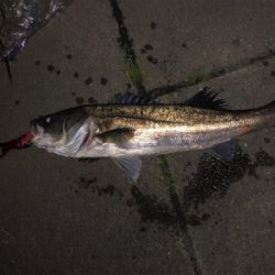 バチ抜けシーバス