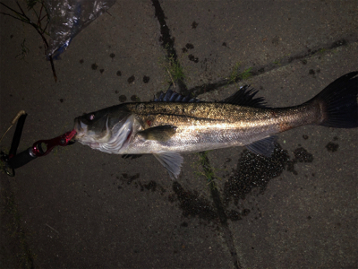 バチ抜けシーバス