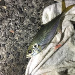 爆風の中でもアジ爆釣