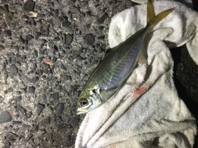 爆風の中でもアジ爆釣