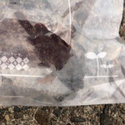 エギングからのメバリング