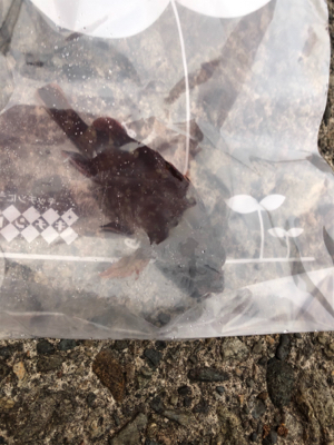 エギングからのメバリング