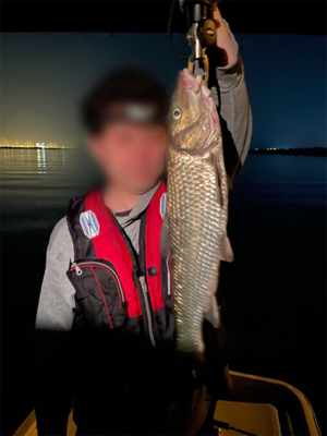 シーバス&ニゴイ