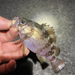 GWメバリング釣行