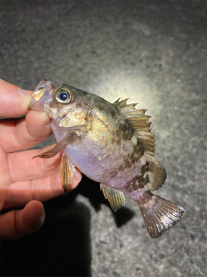 GWメバリング釣行