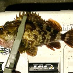 密を避けてアジング（ガシリング）