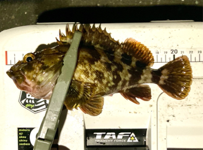 密を避けてアジング（ガシリング）