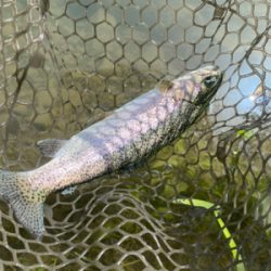 蛇尾川フィッシングエリア