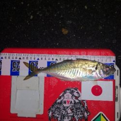 アジング練習　290　