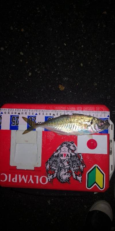 アジング練習　290　