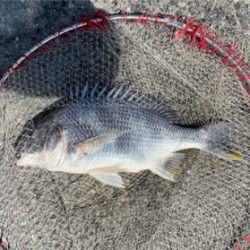 湾奥で良型ノッコミ！