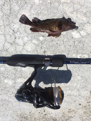 GW淡路島釣行❗️