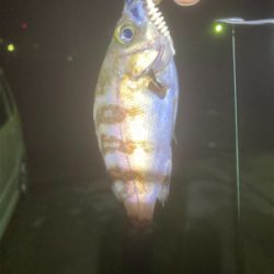 サイズアップ出来ず…