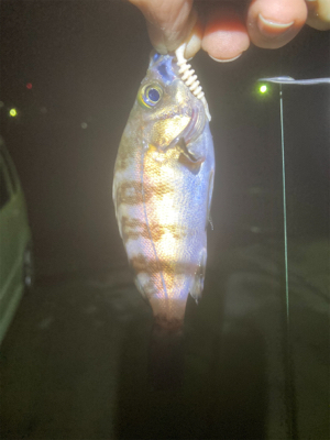 サイズアップ出来ず…