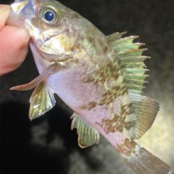 雨上がりのライトゲーム