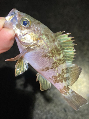 雨上がりのライトゲーム