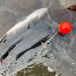 ゴールデンウィーク２回目のヒラスズキ