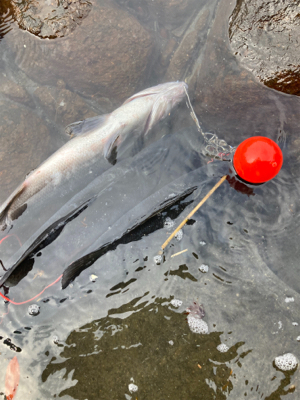ゴールデンウィーク２回目のヒラスズキ