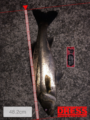 バチパターンで爆釣！