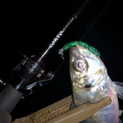 アジング練習　291　