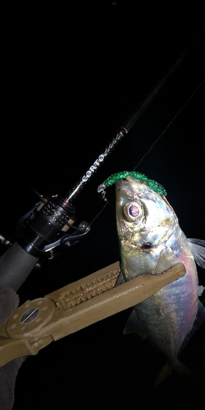 アジング練習　291　