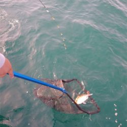 ボウズからの脱出