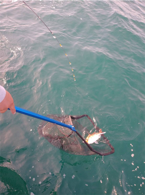 ボウズからの脱出