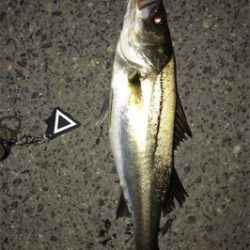 久しぶりのシーバス