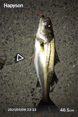 久しぶりのシーバス