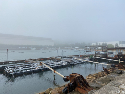 カレイ、キス、五目釣り