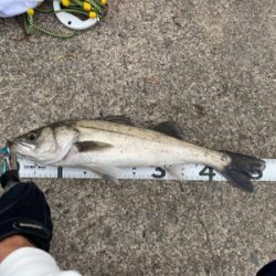 ムニエルが美味しい